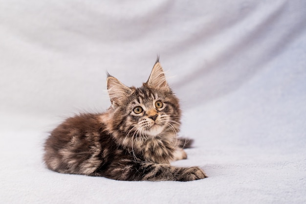 Kotka Maine Coon pręgowana leży na lekkim puszystym kocu