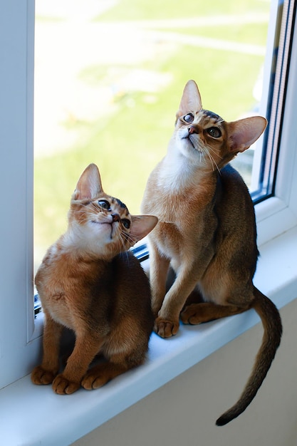 Koty abisyńskie bawią się w oknie w domu