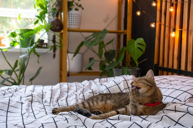 Koty domowe leżą na pokrywie łóżka i myją twarz i liżą futro w sypialni w stylu loft wnętrze czarna ściana z drewnianymi płytkami metalowe łóżko retro żarówki girlanda