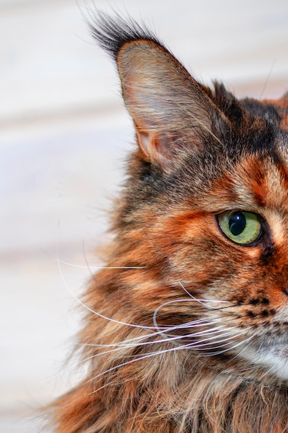 Koty kaganiec zbliżenie pół twarzy maine coon