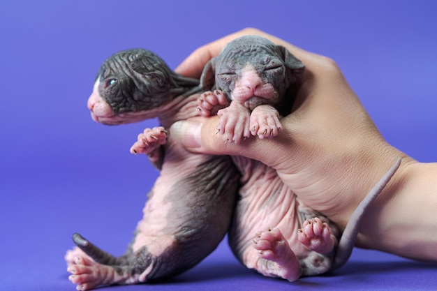 Koty Sphynx w wieku tygodniowym w ręku weterynarza badanie lekarskie zwierząt jeden zestaw