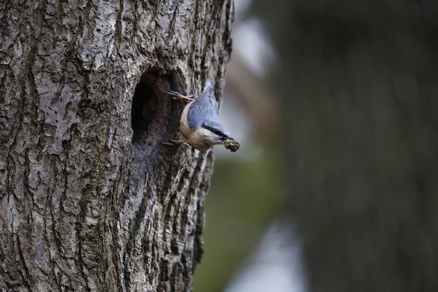 Kowalik przygotowuje swoje gniazdo w dziurze w drzewie.