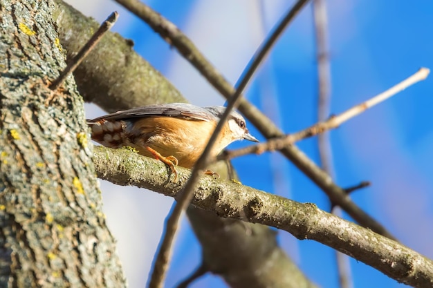 Kowalik Zwyczajny, Mały Ptak śpiewający (sitta Europaea) Kowalik Leśny