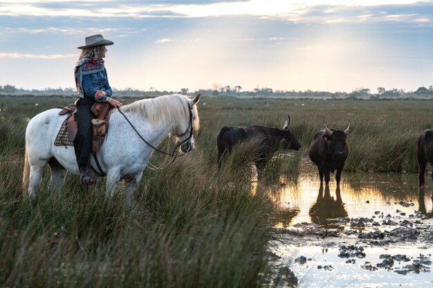 Zdjęcie kowboj niosący długi poganiacz dla bydła w pobliżu stada byków camargue france