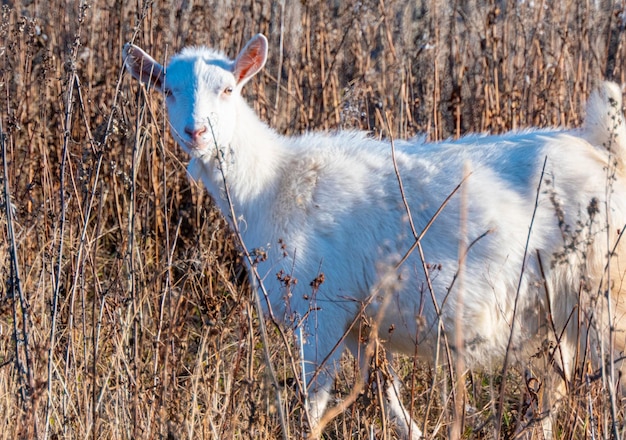 Koza jedząca uschniętą trawę Zwierzęta gospodarskie na pastwisku Biała koza Bydło na wiejskiej farmie Bydło na wiejskiej farmie