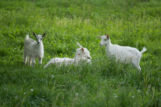 Koza mama i jej dzieci na wsi Rodzina kóz Kozy pasą się na zielonej łące Koza z koźlęciem