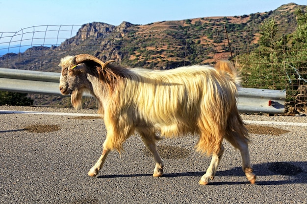 Koza na drodze na Krecie w Grecji