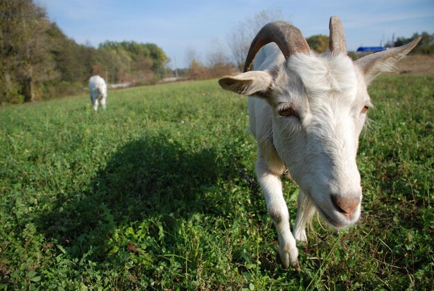 Koza na farmie w okresie letnim