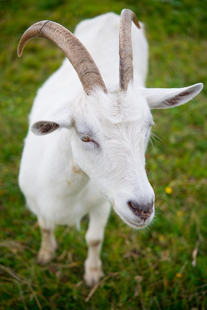 Koza. Portret kozy na farmie we wsi. Piękna koza