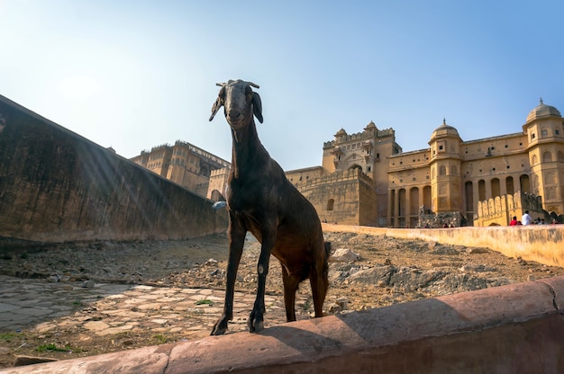 Koza W Amber Fort W Jaipur W Indiach. Jaipur To Stolica I Największe Miasto Indyjskiego Stanu Radżastan