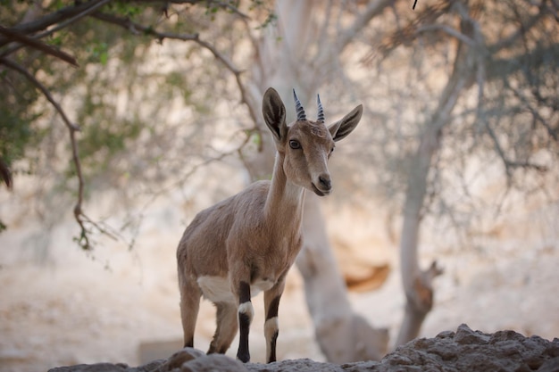 Koza w rezerwacie przyrody ein gedi w Izraelu