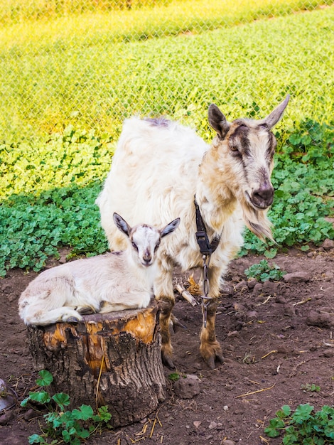 Koza z małą kozą na pastwisku