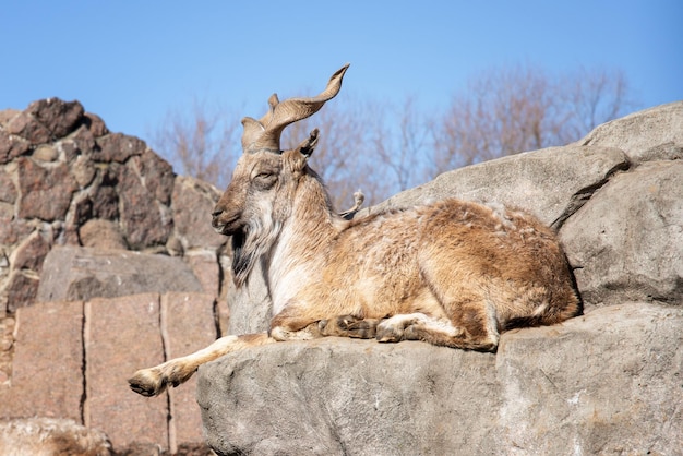 Kozioł markhor odpoczywający na skale