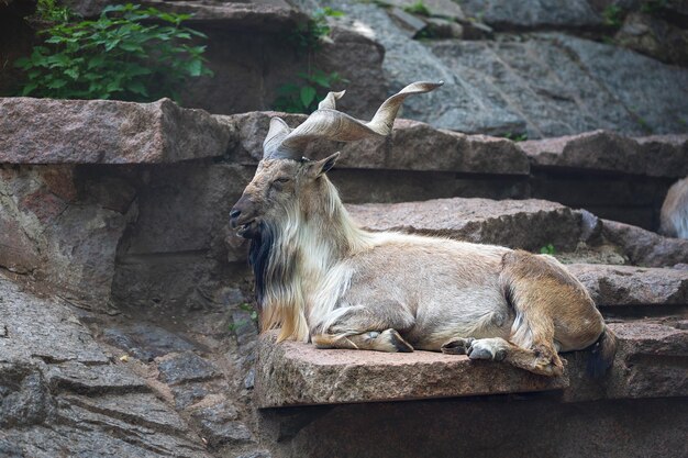 Kozioł Markhor Odpoczywający Na Skale