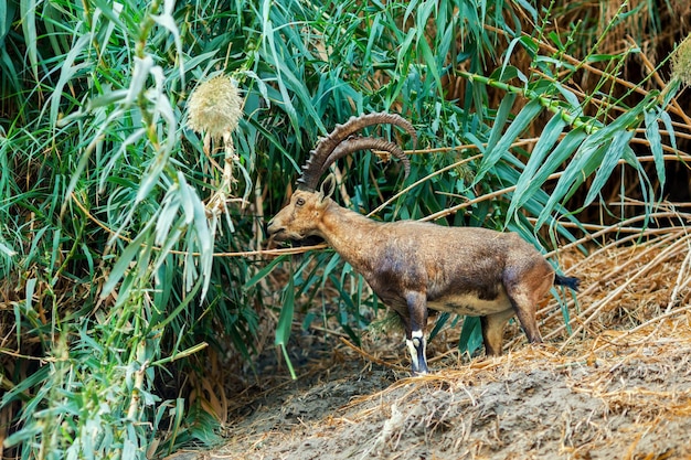 Koziorożec Nubijski W Rezerwacie Ein Gedi W Izraelu