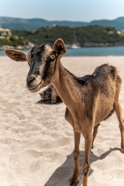 Kózka na plaży Bella Vraka Sivota Thesprotia Grecja