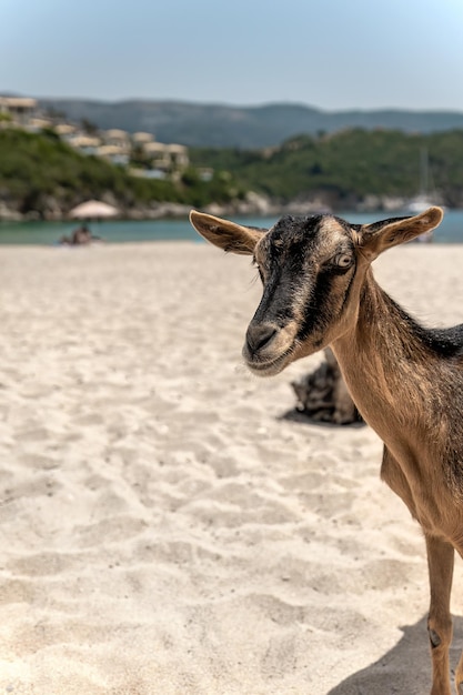 Kózka na plaży Bella Vraka Sivota Thesprotia Grecja