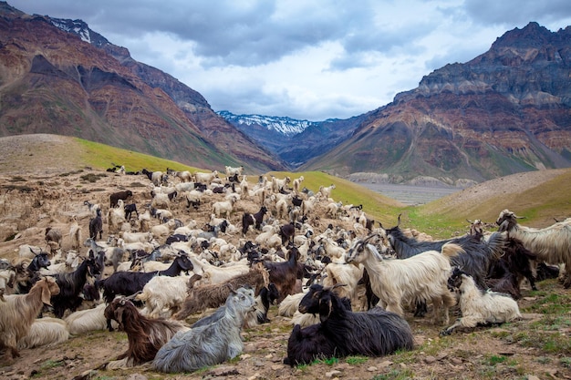 Kozy górskie, Dolina Spiti, Himachal Pradesh, Indie