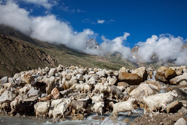 Kozy górskie, Dolina Spiti, Himachal Pradesh, Indie