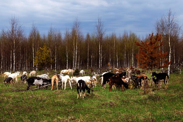 Kozy hodowlane jedzą trawę na polu