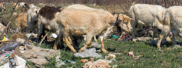 Kozy jedzą plastikowe odpady Katastrofa ekologiczna Zwierzęta giną od plastikowych odpadów