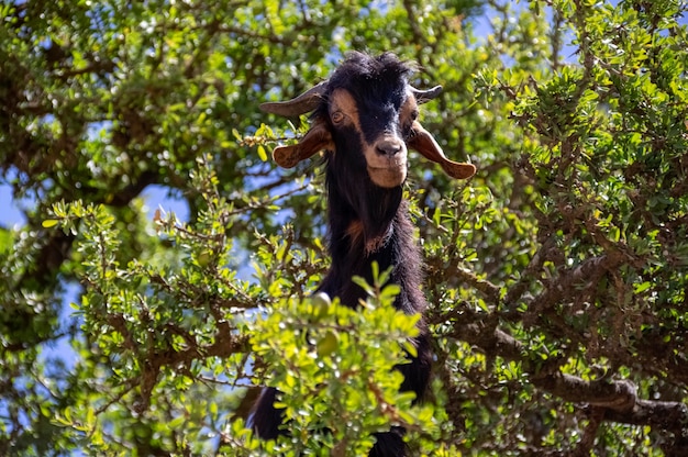 Kozy na drzewach zjadają liście. Tylko w Maroku żyją kozy wspinające się na drzewa. Maroko, Afryka