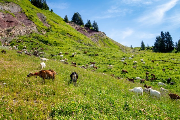 Kozy na polu GrandBornand Hautesavoie France