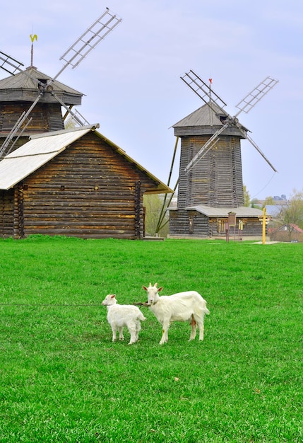 Kozy na trawniku parku