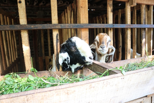 Kozy pasą się na farmie Kozy w zbliżeniu na ekofarmie w zagrodzie Pojęcie wypasu bydła