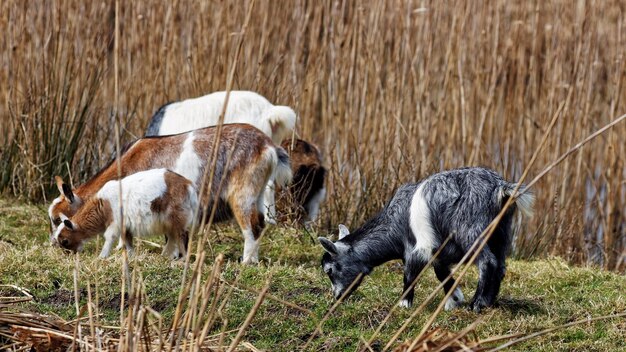 Zdjęcie kozy pasące się na polu