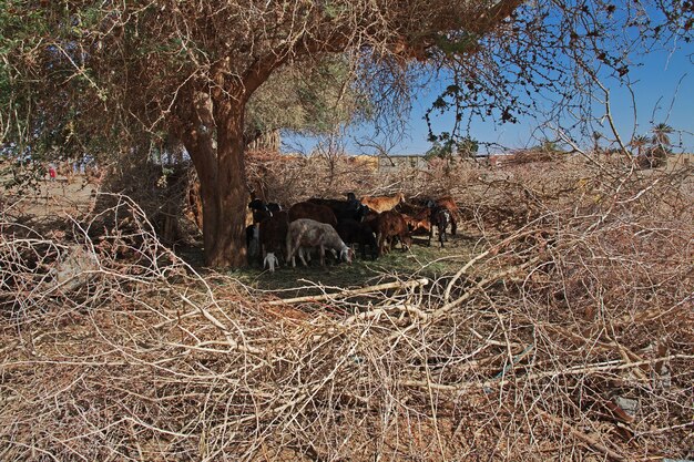 Kozy w małej wiosce nad Nilem
