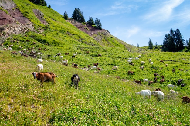 Kozy w polu. Grand-Bornand, Haute-Savoie, Francja