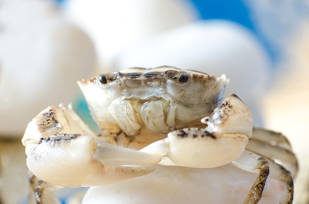Krab morski, zbliżenie makro na kamyczkach estetyczne
