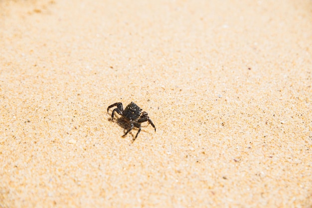 Krab na plaży