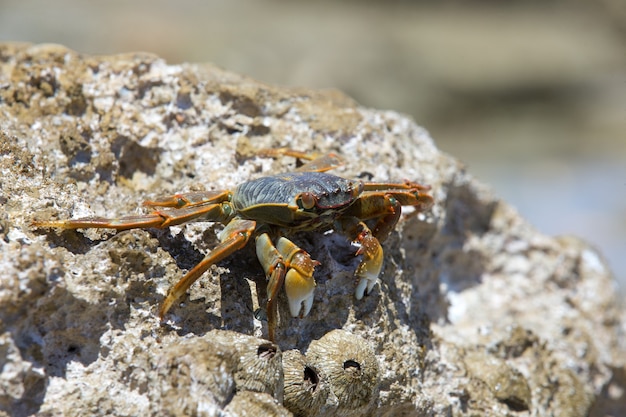 Krab na plaży