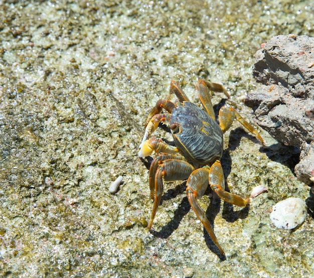 Krab na plaży