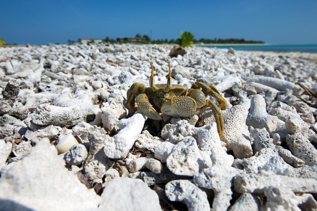 Krab na plaży