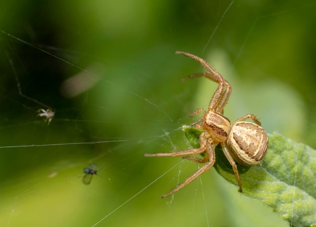 Krab pająk na krawędzi liścia