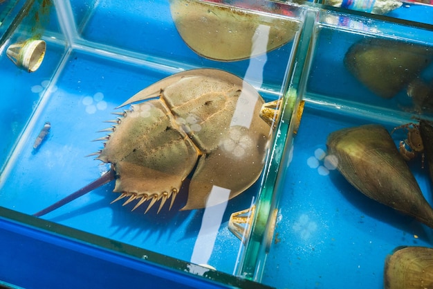 Zdjęcie krab podkowy na targu rybnym w mieście guangzhou