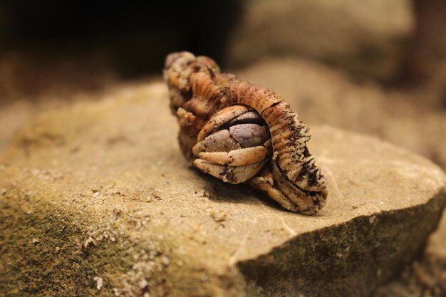 Zdjęcie krab pustelnik coenobita sp w terrarium na kamieniu