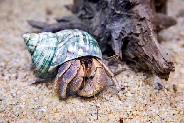 Krab Pustelnik Egzotyczne Zwierzę W Akwarium