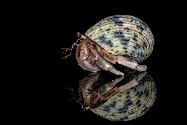 krab pustelnik na czarnym tle z odbiciem cienia, Coenobita clypeatus, zbliżenie zwierząt