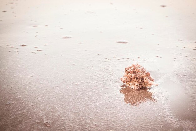 Krab pustelnik Shell On Golden Beach streszczenie wakacje podróż czas przygody