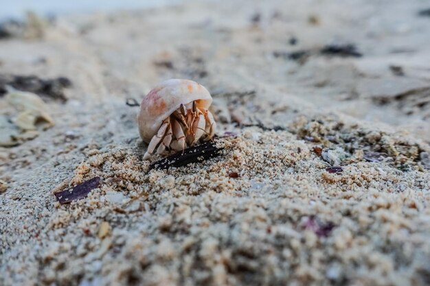 Krab pustelnik w drobnym piasku z plaży