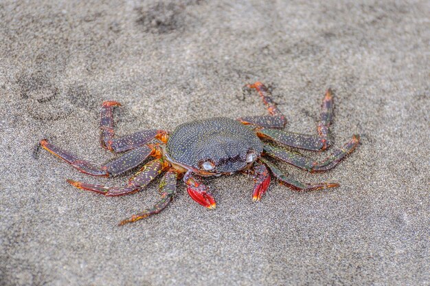 Zdjęcie krab siedzący na piasku