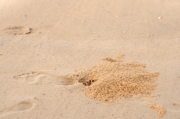 Krab widmo na plaży w Phuket w Tajlandii.