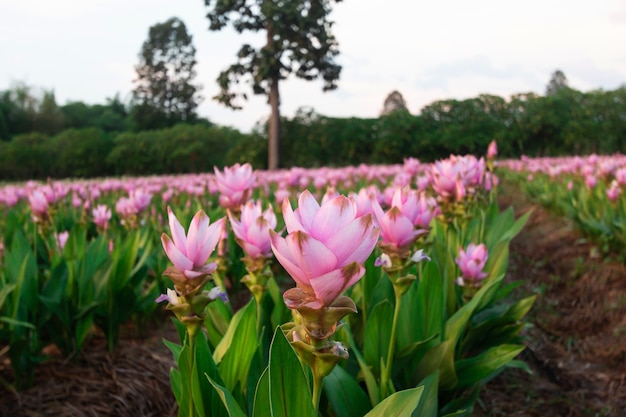 Krachai kwiat lub Siam tulipanowy kwiat w ogródzie