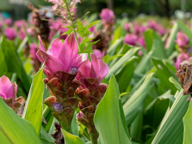 Krachai kwiat, Siam tulipan