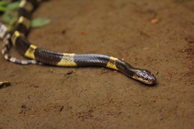 Krait Malajski Lub Krait Niebieski To Wysoce Jadowity Gatunek Węża