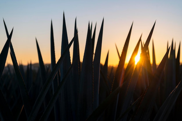 Zdjęcie krajobraz agavero o świcie lub krajobraz tequili o wschodzie słońca w gminie tequila jalisco w meksyku